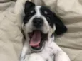 Snoop