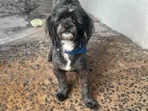 Cachorro raça  Misturado com Shitzu idade 3 anos nome Scoby