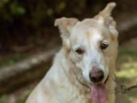 Cachorro ra a SRD-ViraLata idade 4 anos nome Luck