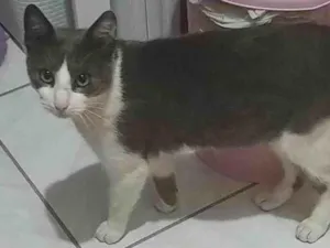Gato raça SRD-ViraLata idade 7 a 11 meses nome FLOKY