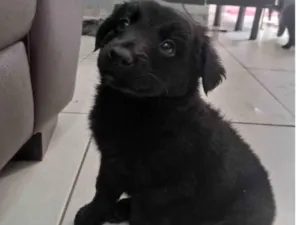 Cachorro raça SRD-ViraLata idade Abaixo de 2 meses nome fofinho