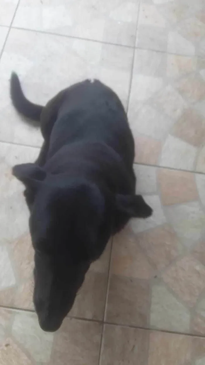 Cachorro ra a SRD-ViraLata idade 4 anos nome KAKAU