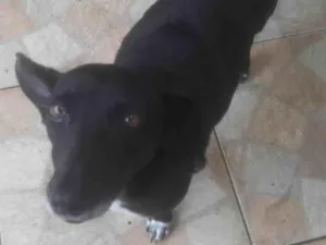 Cachorro raça SRD-ViraLata idade 4 anos nome KAKAU