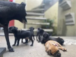 Cachorro raça Pug com SRD idade 2 a 6 meses nome Sem nome ainda