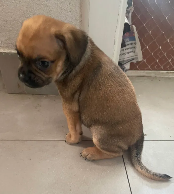 Cachorro ra a Pug com SRD idade 2 a 6 meses nome Sem nome ainda