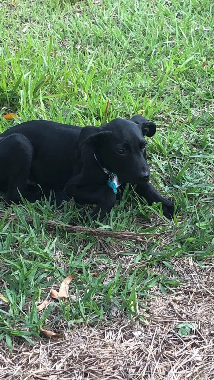 Cachorro ra a SRD-ViraLata idade 2 a 6 meses nome Puma