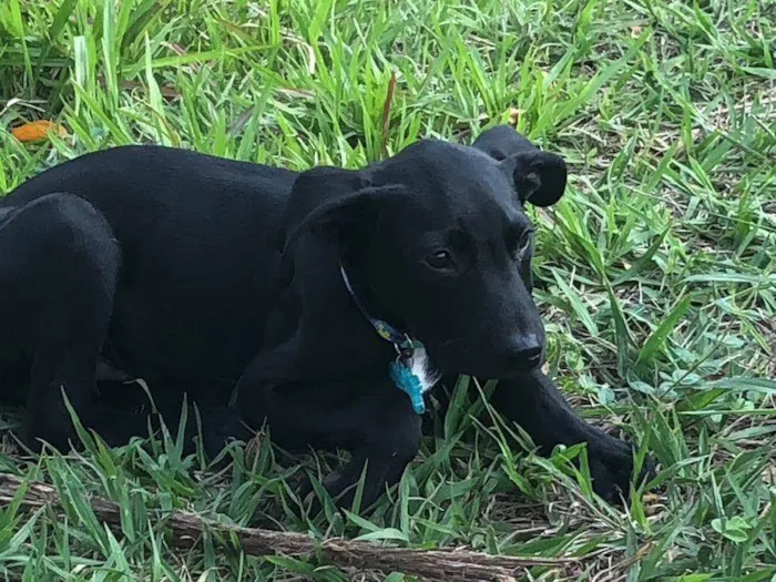 Cachorro ra a SRD-ViraLata idade 2 a 6 meses nome Puma