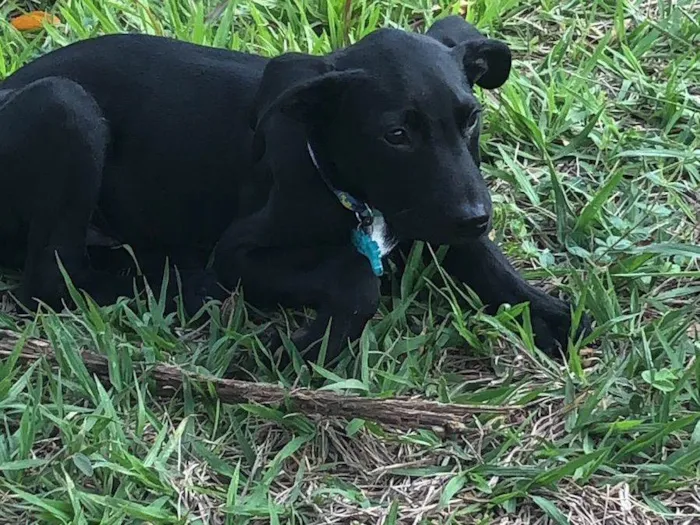 Cachorro ra a SRD-ViraLata idade 2 a 6 meses nome Puma