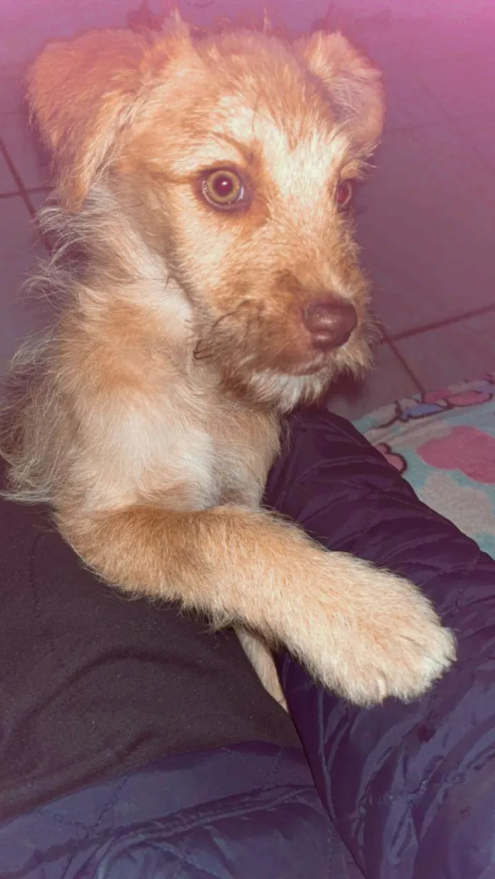 Cachorro ra a SRD-ViraLata idade Abaixo de 2 meses nome Pandora