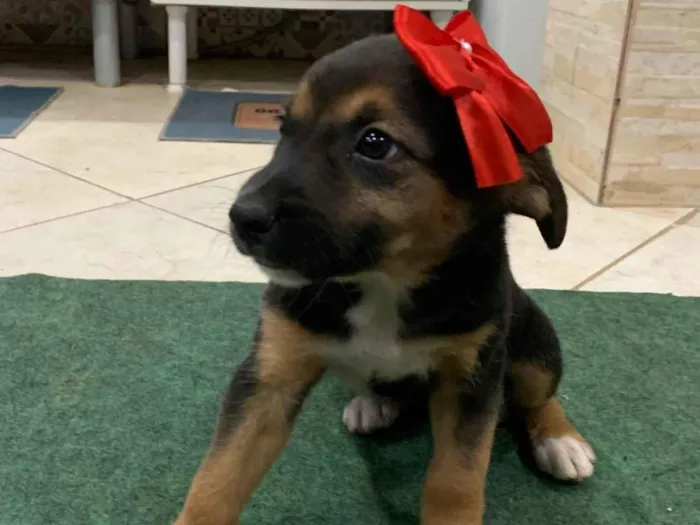 Cachorro ra a SRD-ViraLata idade 2 a 6 meses nome Sem Nome 