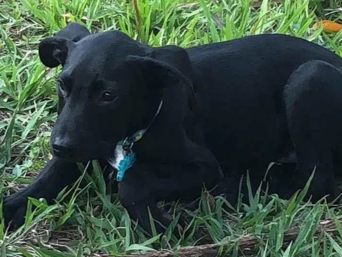 Cachorro ra a SRD-ViraLata idade 2 a 6 meses nome Puma