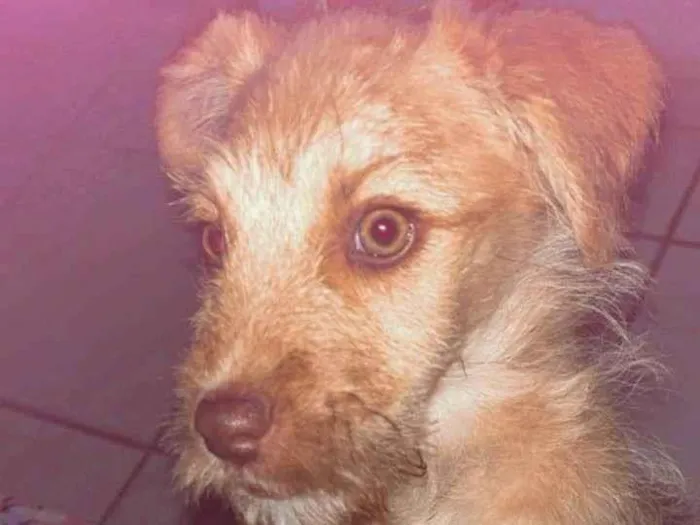 Cachorro ra a SRD-ViraLata idade Abaixo de 2 meses nome Pandora