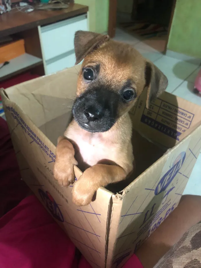 Cachorro ra a SRD-ViraLata idade 2 a 6 meses nome Não tem nome 
