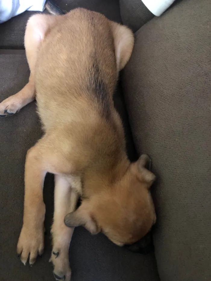 Cachorro ra a SRD-ViraLata idade 2 a 6 meses nome Não tem nome 