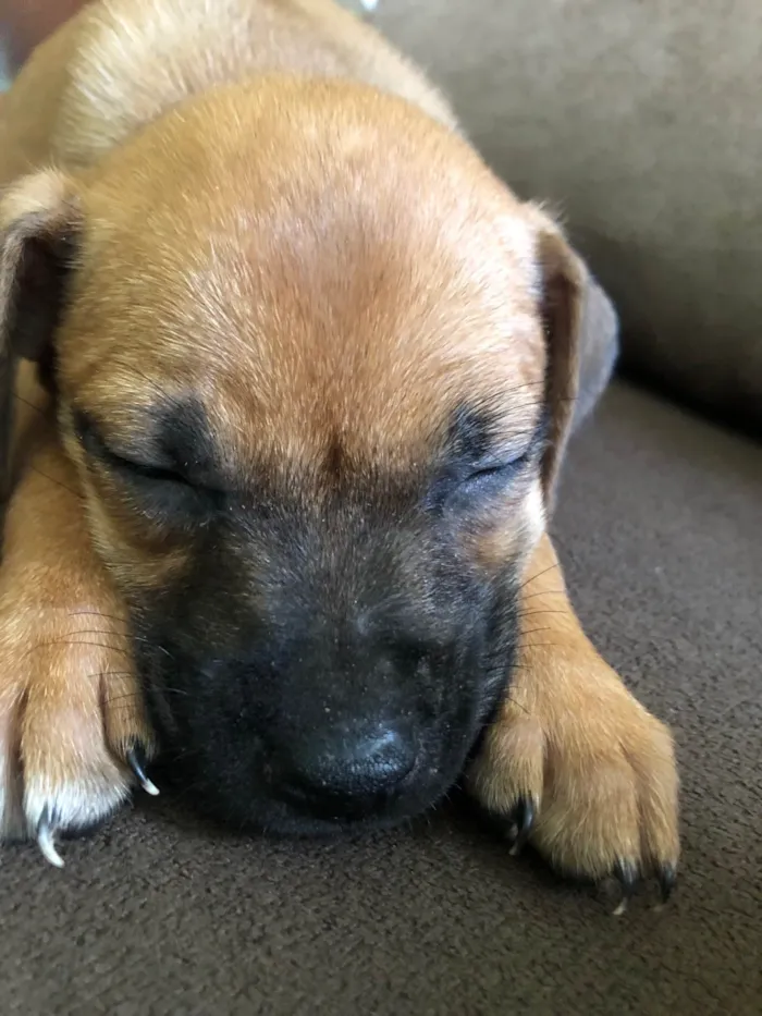 Cachorro ra a SRD-ViraLata idade 2 a 6 meses nome Não tem nome 