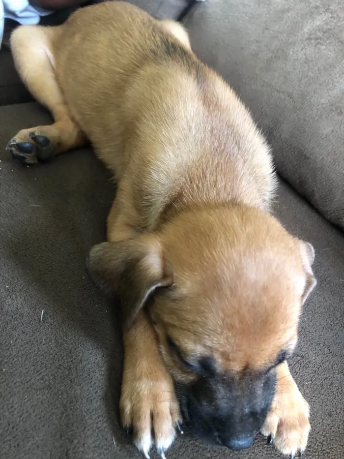 Cachorro ra a SRD-ViraLata idade 2 a 6 meses nome Não tem nome 
