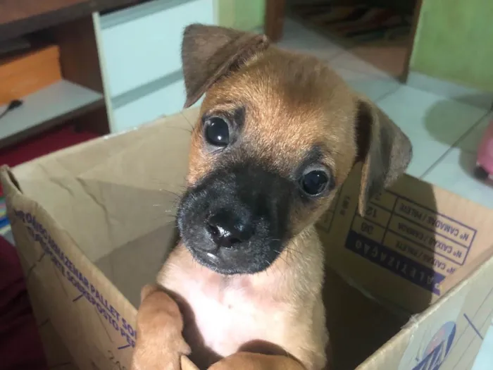 Cachorro ra a SRD-ViraLata idade 2 a 6 meses nome Não tem nome 