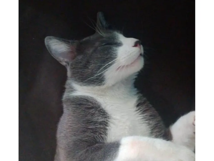 Gato ra a Sem raça definida idade 2 anos nome Sherlock
