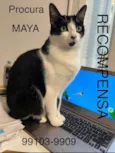 Maya