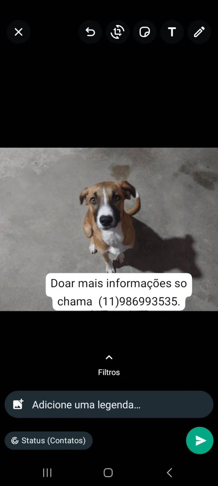 Cachorro ra a SRD-ViraLata idade 2 a 6 meses nome Pepita Catarina 