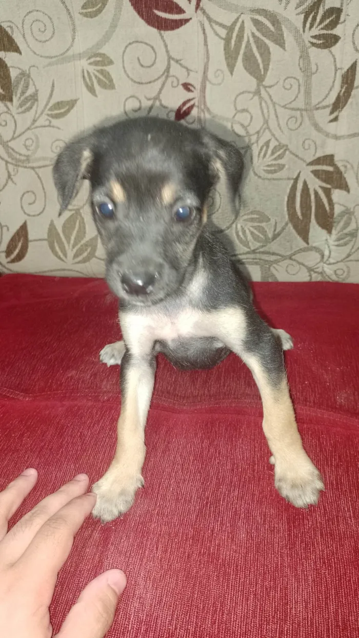 Cachorro ra a  idade Abaixo de 2 meses nome 5 filhotinhos machos