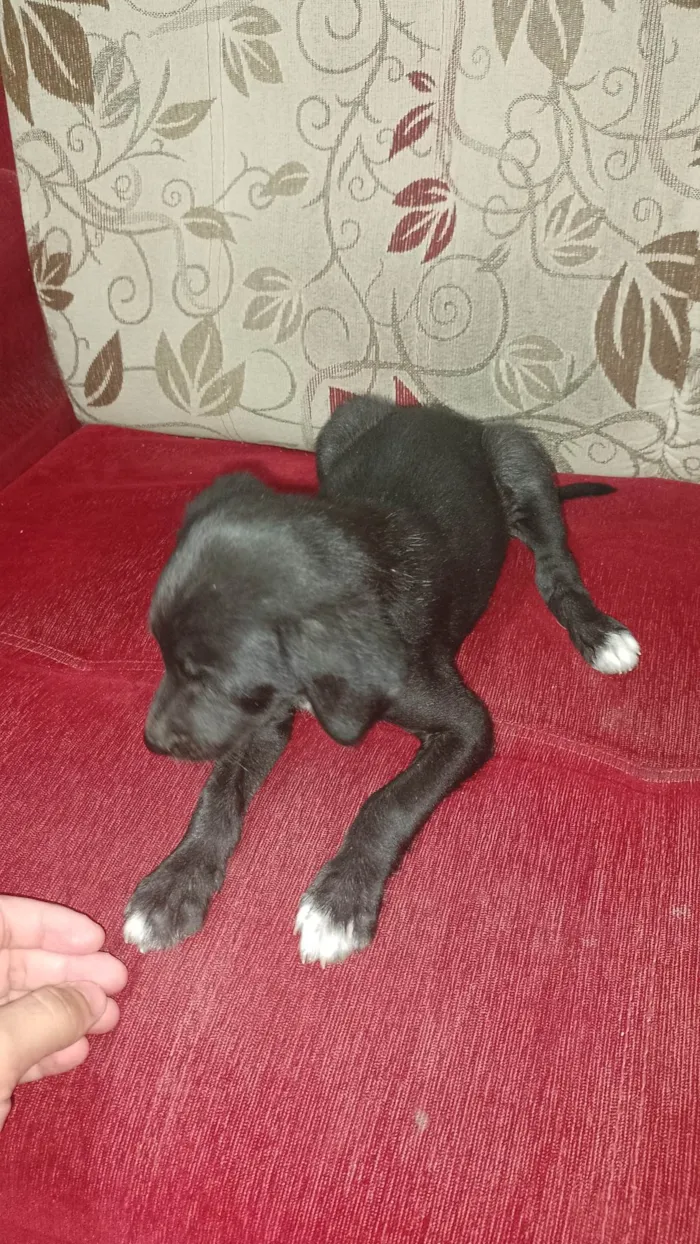 Cachorro ra a  idade Abaixo de 2 meses nome 5 filhotinhos machos