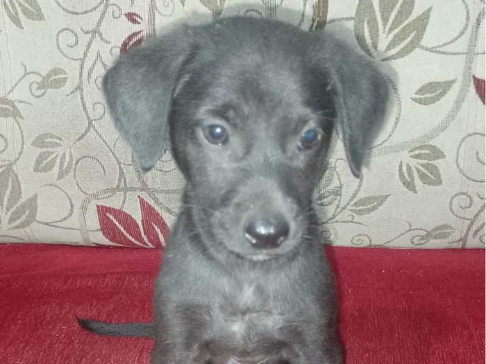 Cachorro ra a  idade Abaixo de 2 meses nome 5 filhotinhos machos