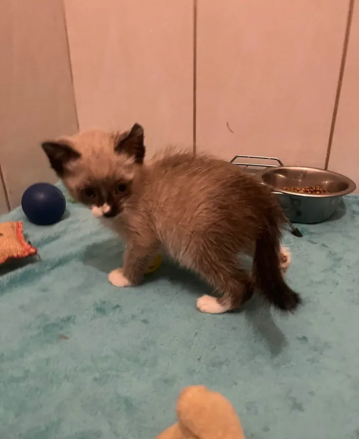 Gato ra a SRD-ViraLata idade Abaixo de 2 meses nome Gatos Filhotes 