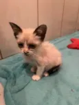 Gatos Filhotes 