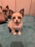Gatos Filhotes 