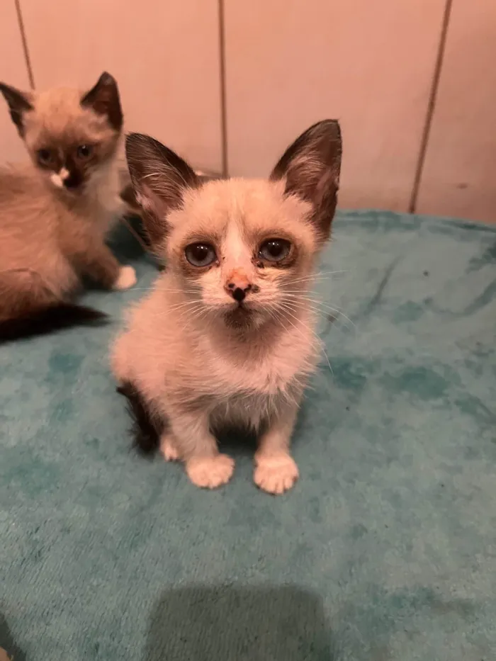 Gato ra a SRD-ViraLata idade Abaixo de 2 meses nome Gatos Filhotes 