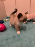 Gatos Filhotes 