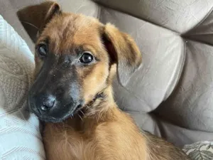 Cachorro raça SRD-ViraLata idade 2 a 6 meses nome Maria 