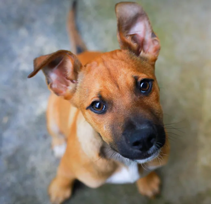 Cachorro ra a SRD-ViraLata idade 2 a 6 meses nome Kim