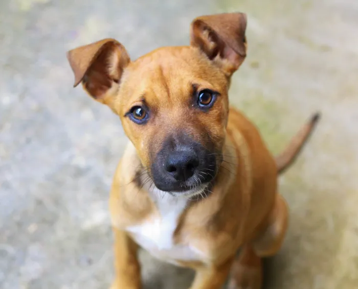 Cachorro ra a SRD-ViraLata idade 2 a 6 meses nome Kim