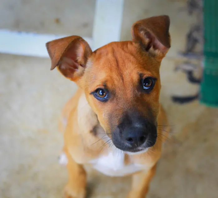 Cachorro ra a SRD-ViraLata idade 2 a 6 meses nome Kim