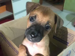 Cachorro raça SRD-ViraLata idade 2 a 6 meses nome Não tem nome 