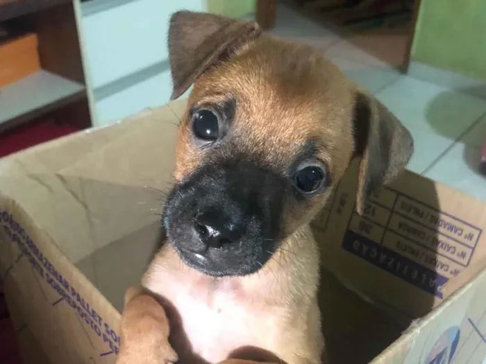 Cachorro ra a SRD-ViraLata idade 2 a 6 meses nome Não tem nome 