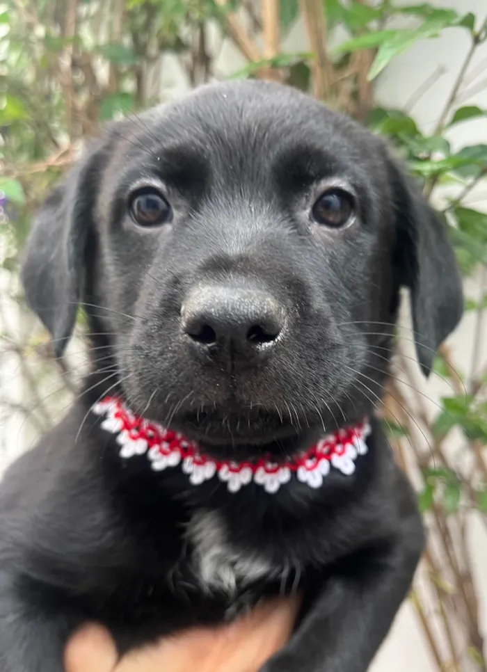 Cachorro ra a Mix Labrador idade 2 a 6 meses nome Galadriel 