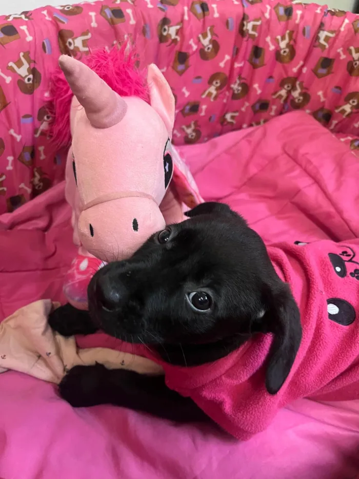Cachorro ra a Mix Labrador idade 2 a 6 meses nome Galadriel 