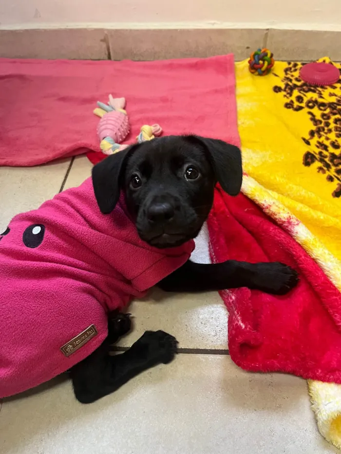 Cachorro ra a Mix Labrador idade 2 a 6 meses nome Galadriel 