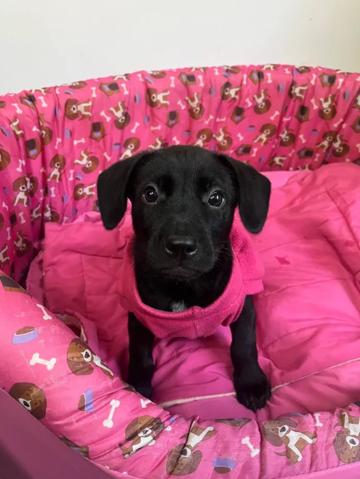 Cachorro ra a Mix Labrador idade 2 a 6 meses nome Galadriel 