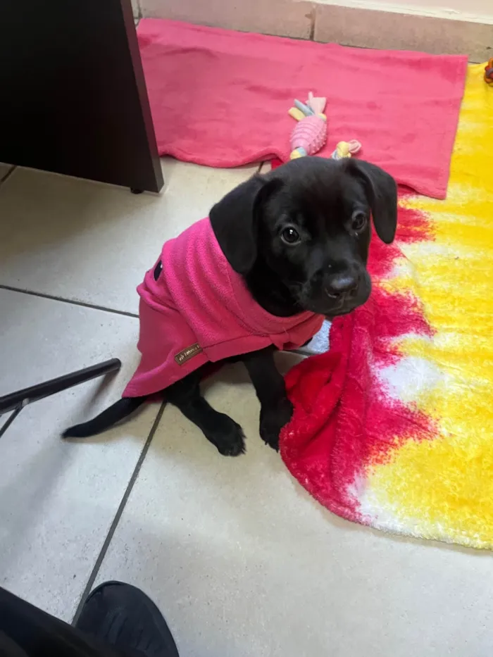 Cachorro ra a Mix Labrador idade 2 a 6 meses nome Galadriel 