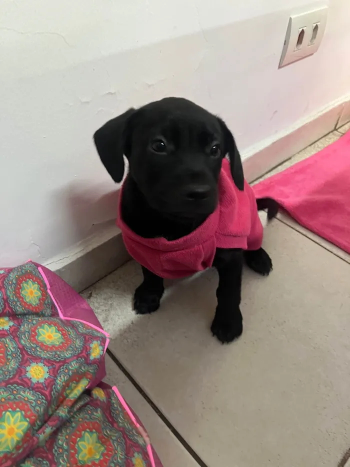 Cachorro ra a Mix Labrador idade 2 a 6 meses nome Galadriel 