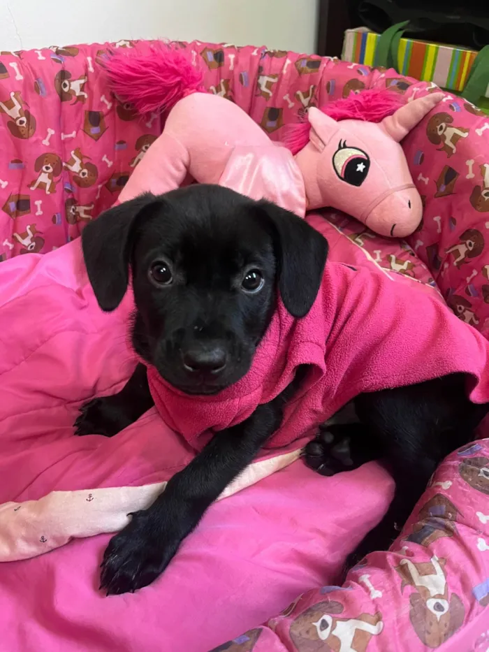 Cachorro ra a Mix Labrador idade 2 a 6 meses nome Galadriel 