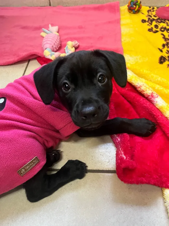 Cachorro ra a Mix Labrador idade 2 a 6 meses nome Galadriel 