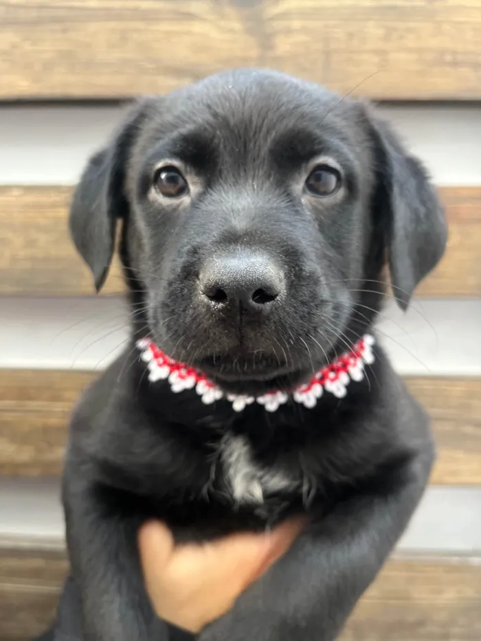 Cachorro ra a Mix Labrador idade 2 a 6 meses nome Galadriel 