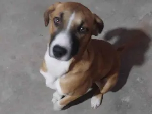 Cachorro raça SRD-ViraLata idade 2 a 6 meses nome Pepita Catarina 