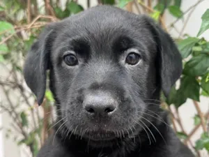 Cachorro raça Mix Labrador idade 2 a 6 meses nome Galadriel 