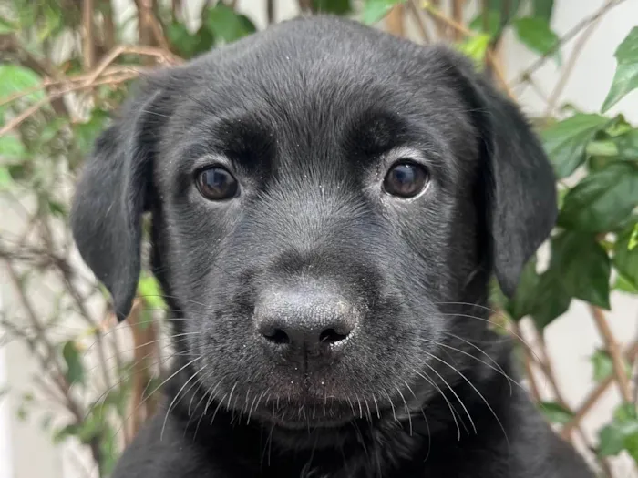 Cachorro ra a Mix Labrador idade 2 a 6 meses nome Galadriel 